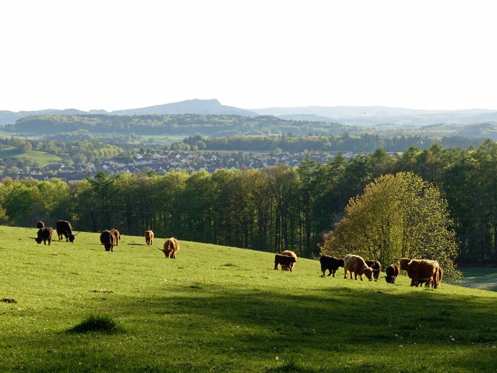 Hohenstoffeln und Langhornrinder