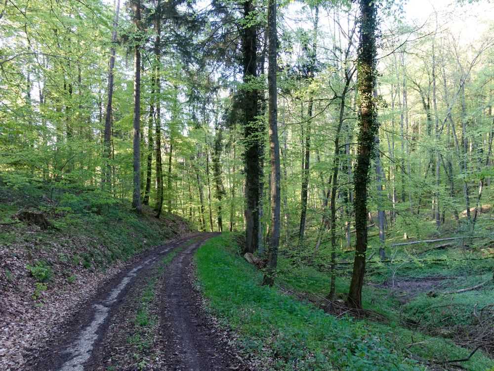 Waldweg