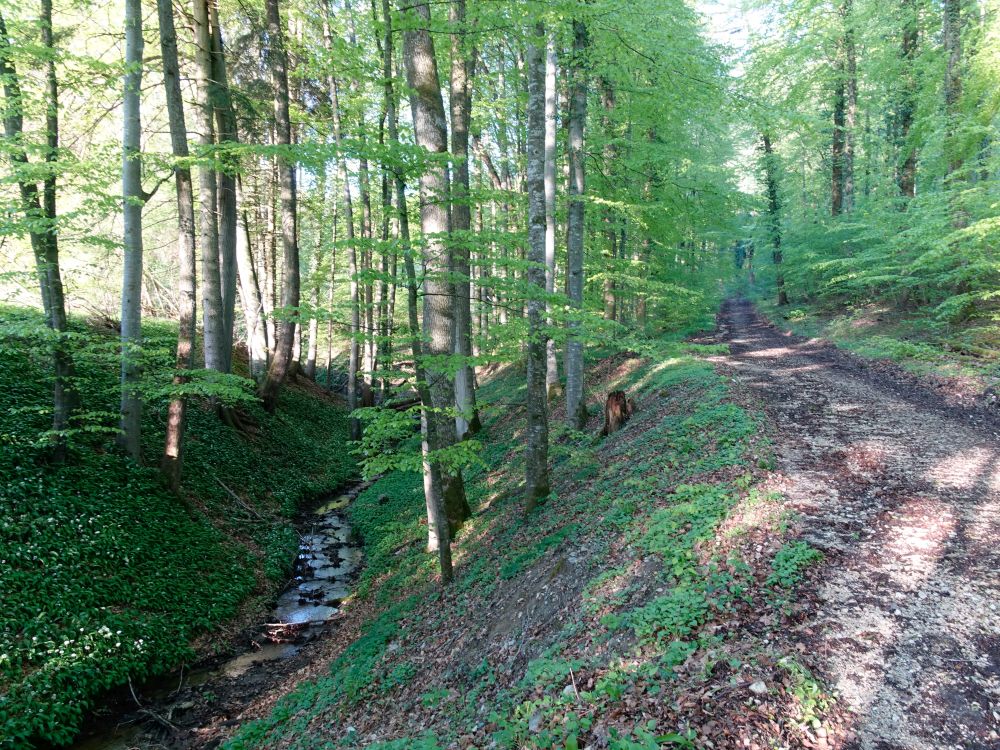 Wanderweg überm Detzelbach