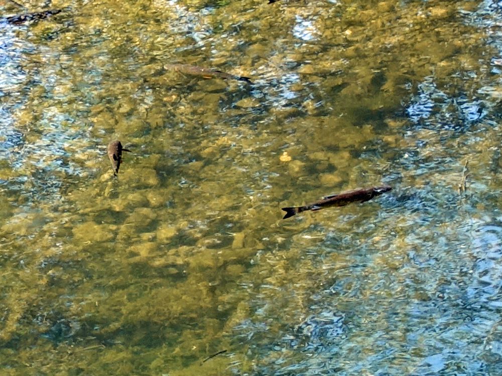 Fische in der Donau