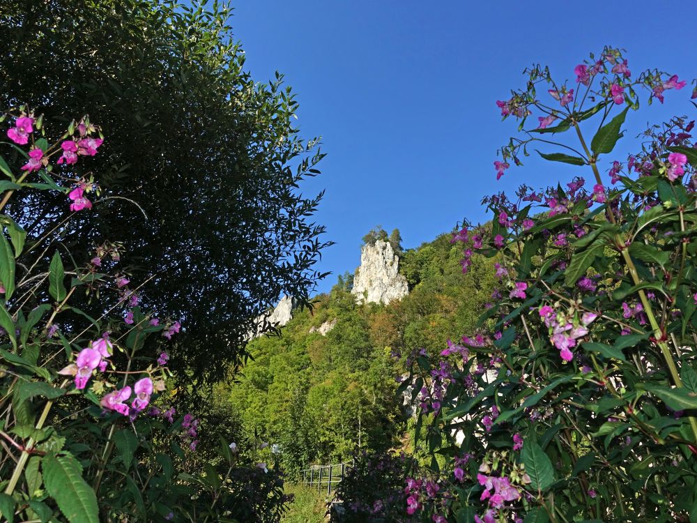 Springkraut und Felsen