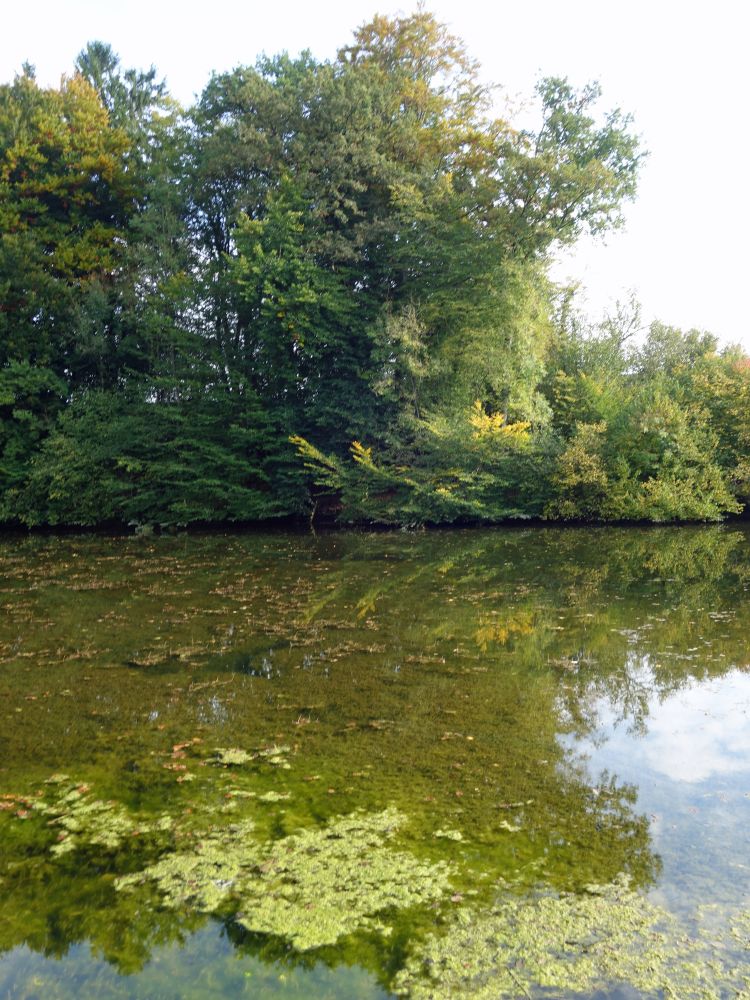 Teich bei  Bommen