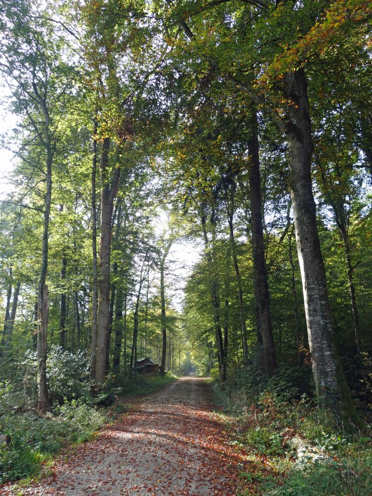 Waldweg