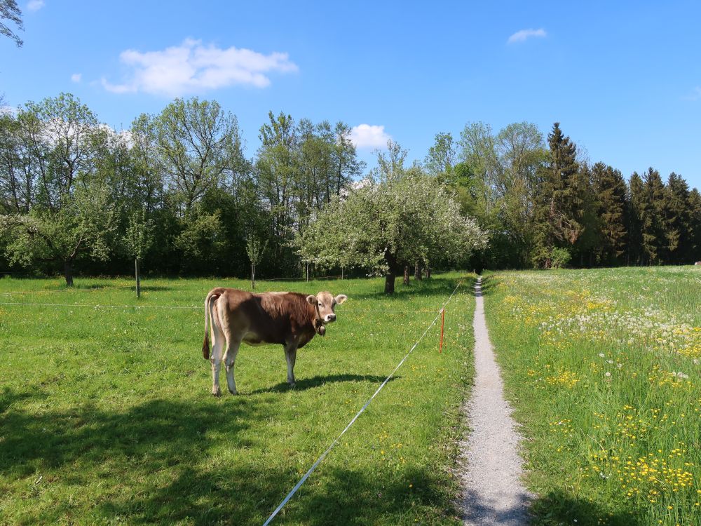 Pfad und Kuh bei Waldegg