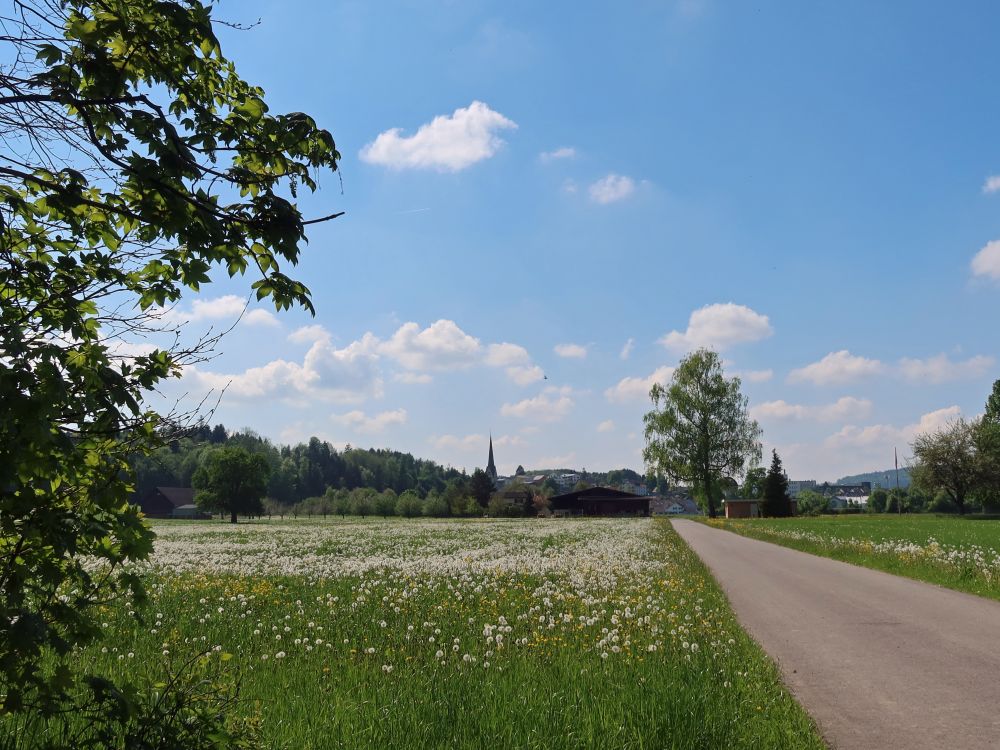 Blick Richtung Henau