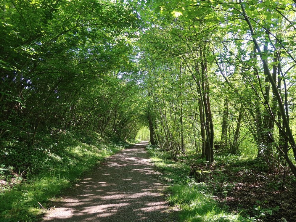 Uferweg an der Glatt