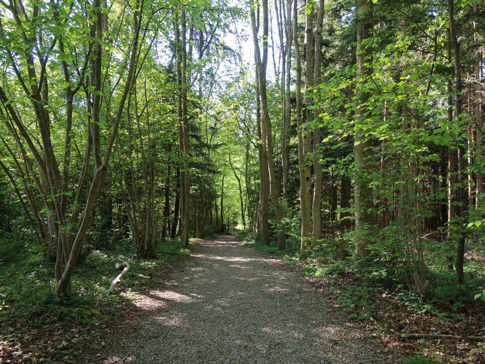 Waldweg