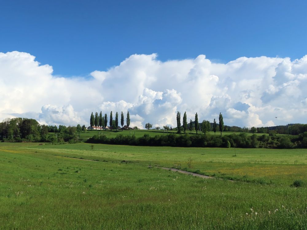 Platanen und Wolken