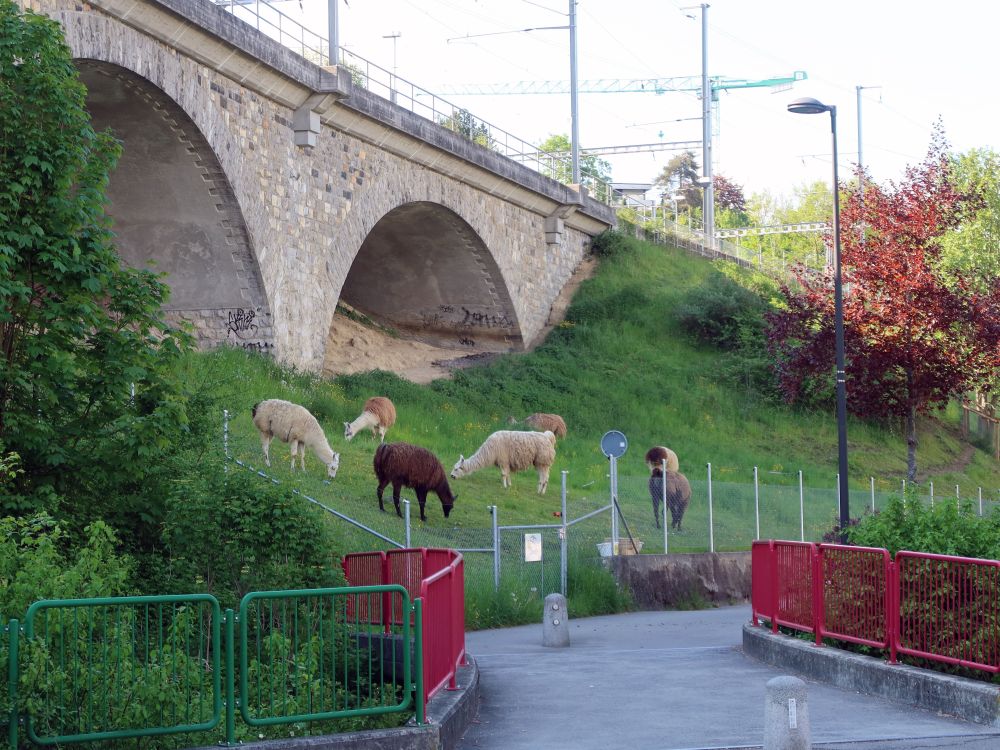 Lamas am Eisenbahnviadukt