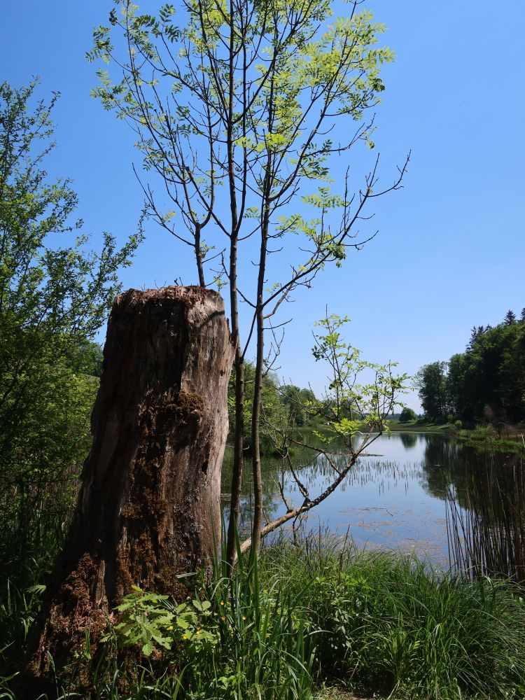 Eigentalweiher