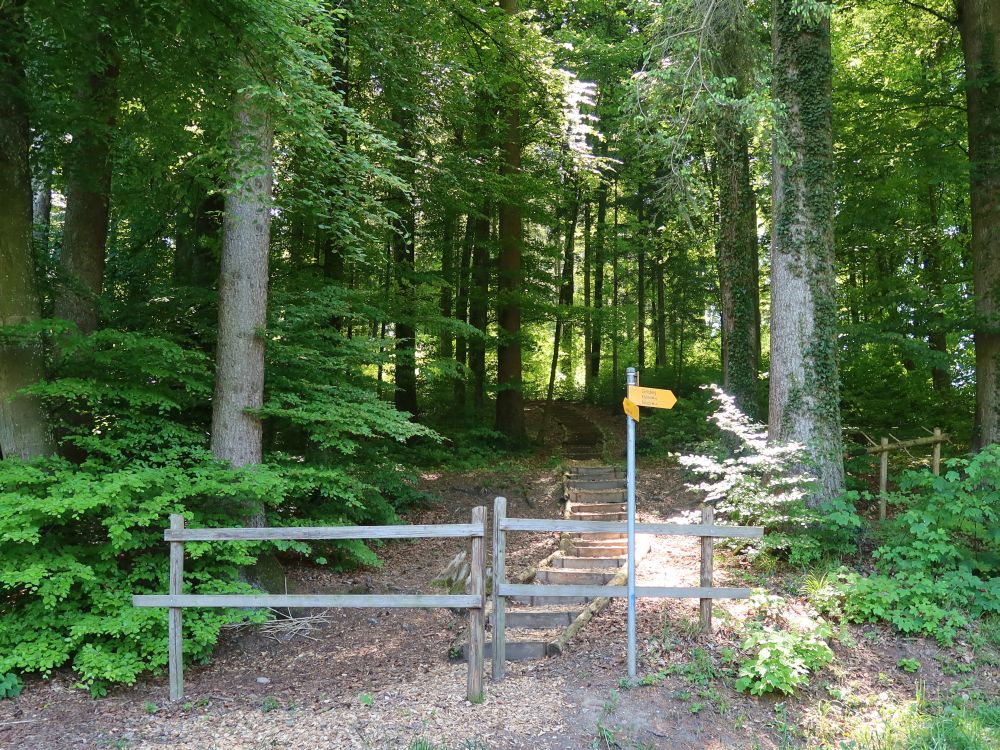 Waldtreppe