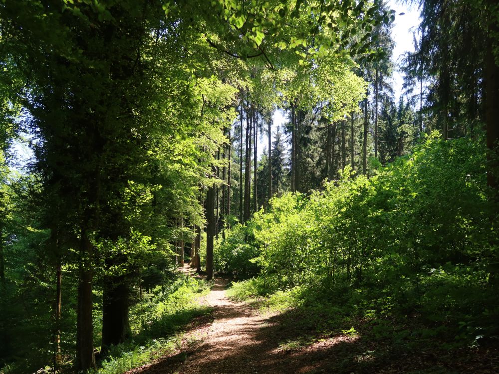 Waldweg