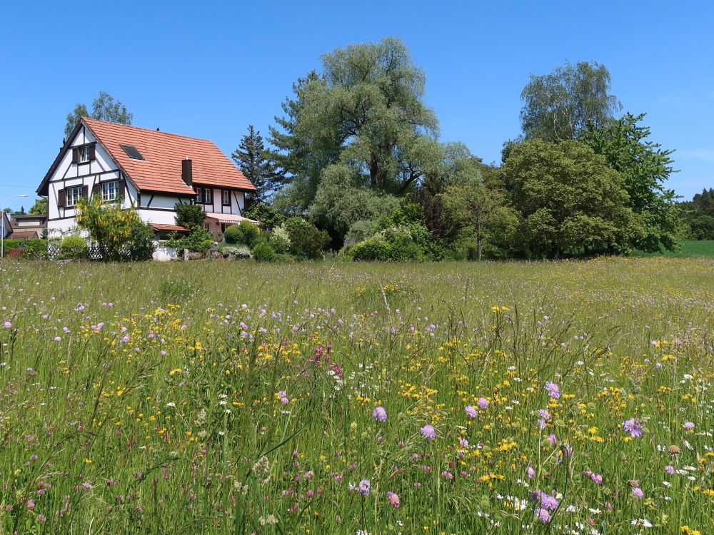 Fachwerkhaus über Blumenwiese