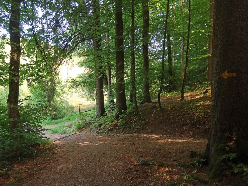 Waldweg beim Eigentalweiher