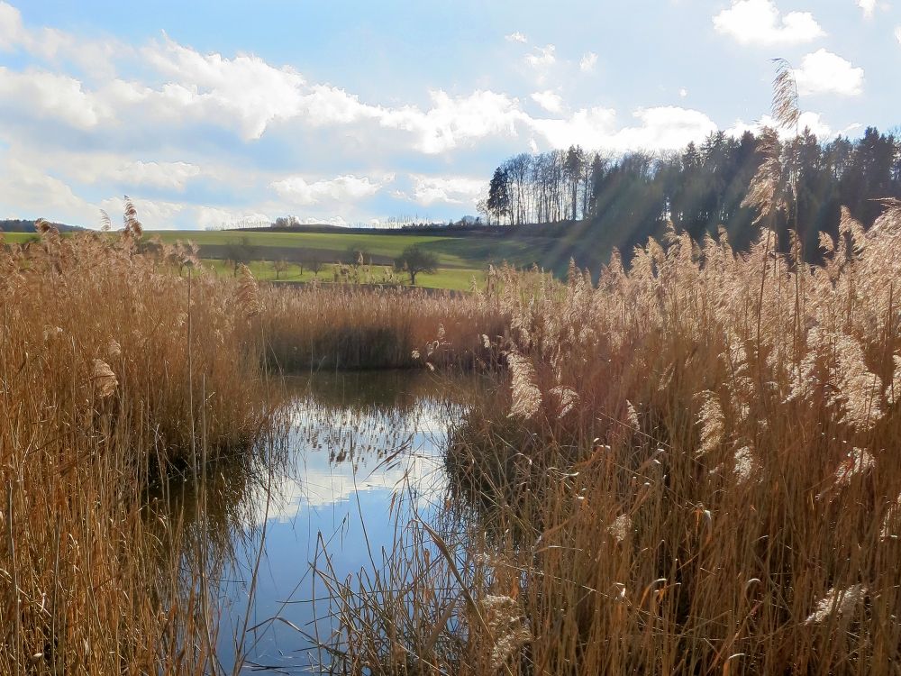 Zufluss Nussbommersee