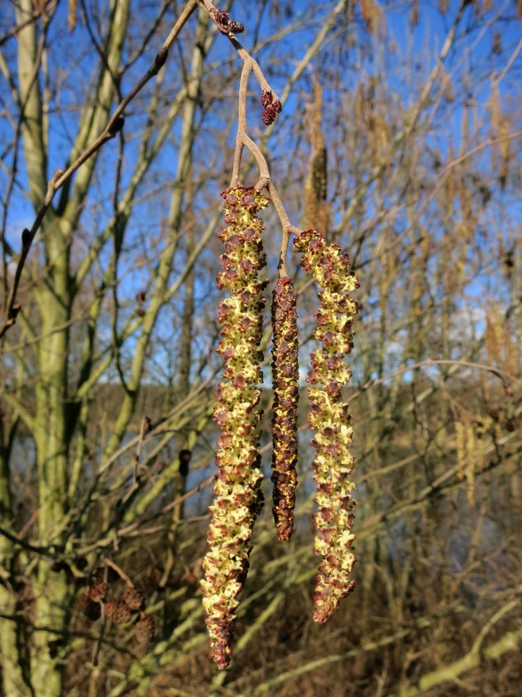 Baumblüte