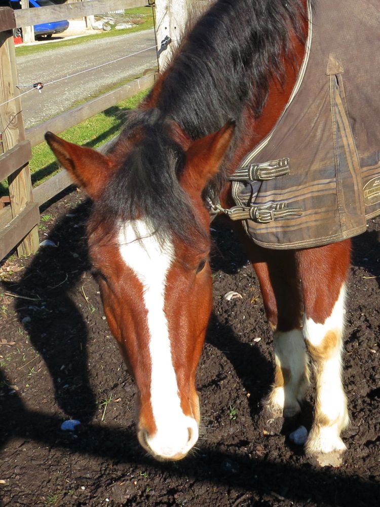 Pferd