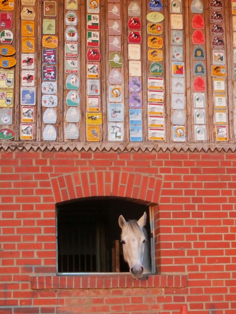 Pferd am Fenster