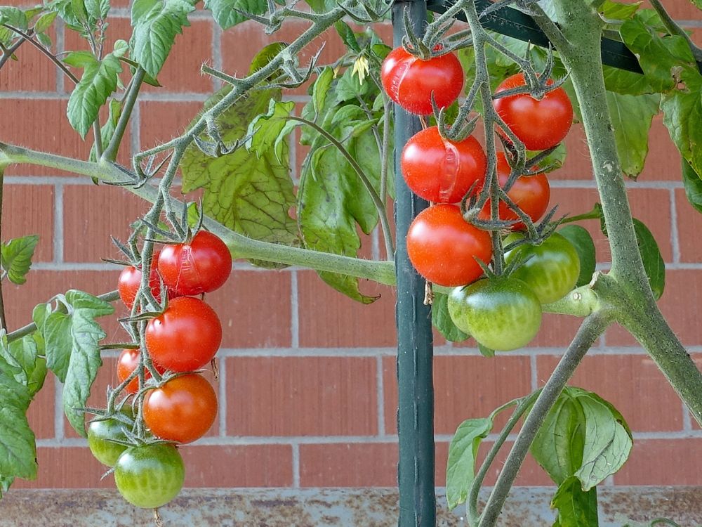 Tomaten