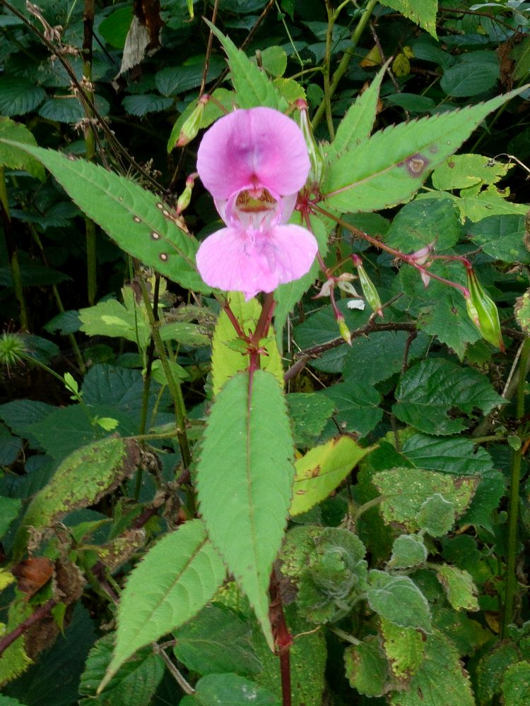 Blüte Springkraut