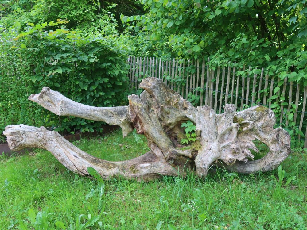 Wurzel