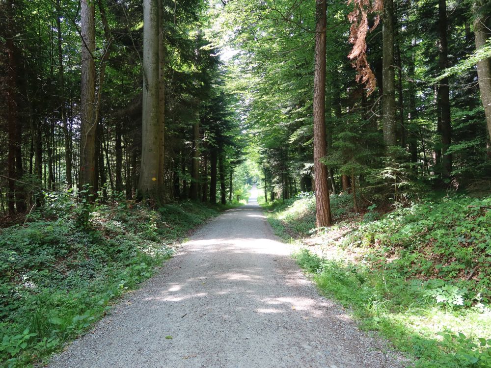 Gstaldenstrasse im Bürerwald
