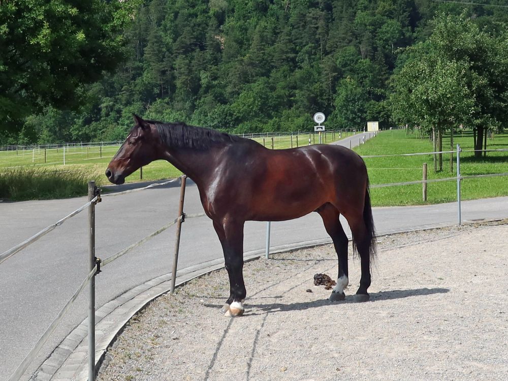 Pferd