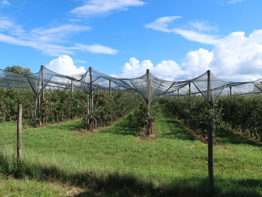 Apfelplantage beim Fuchshof