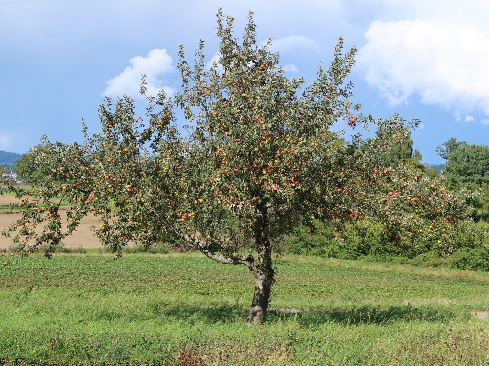 Apfelbaum
