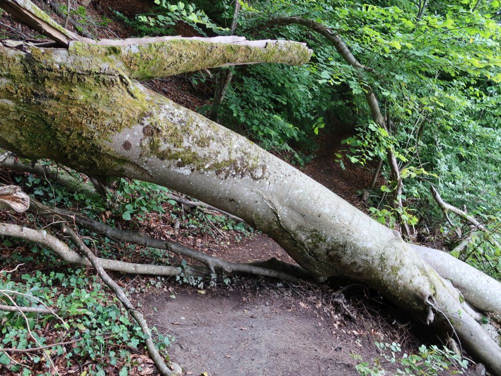 Hindernis