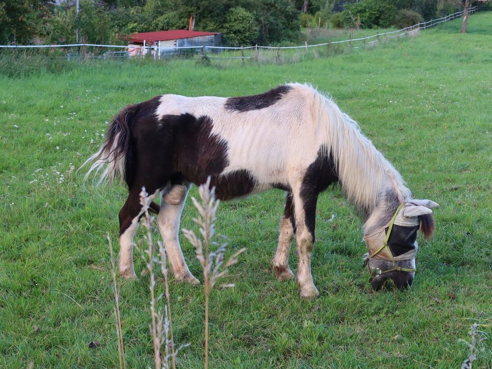 Pferd