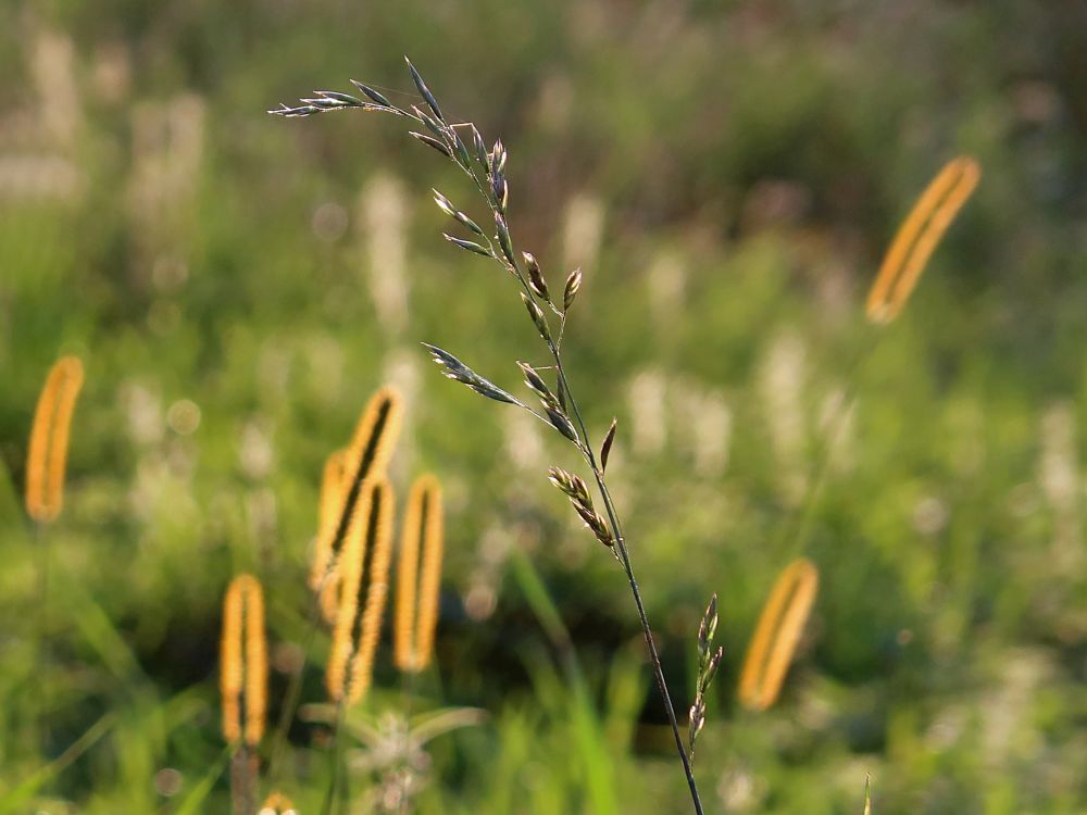 Gräser in der Abensonne