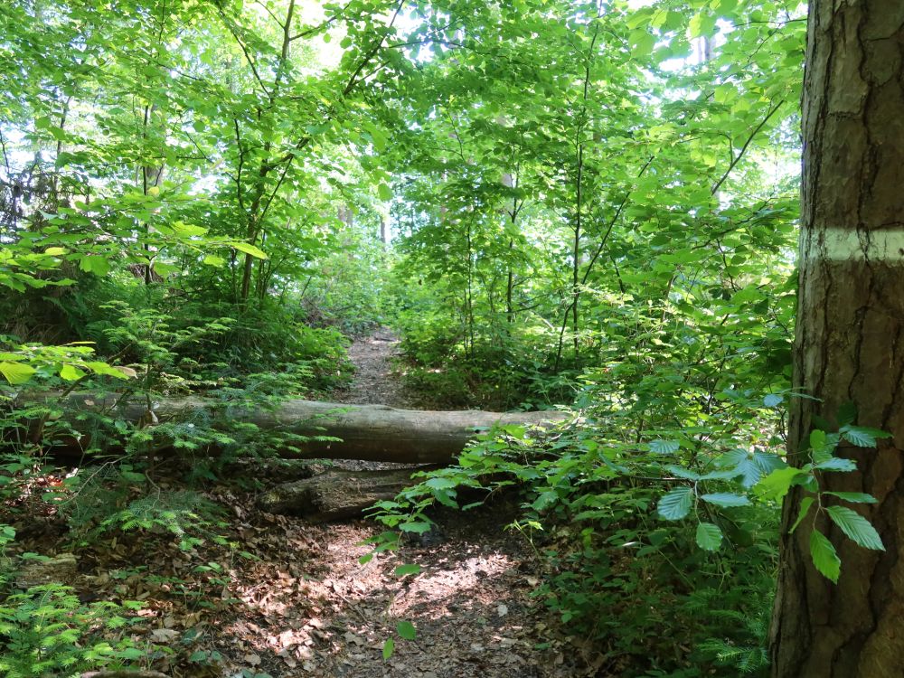 Waldpfad