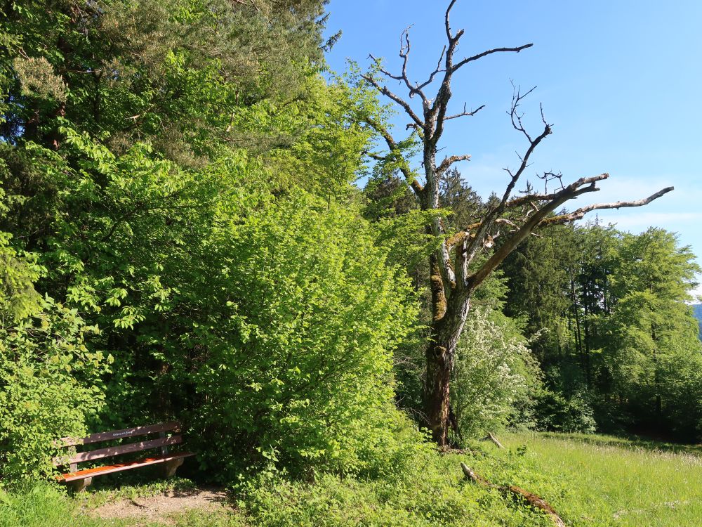 kahler Baum und Sitzbank