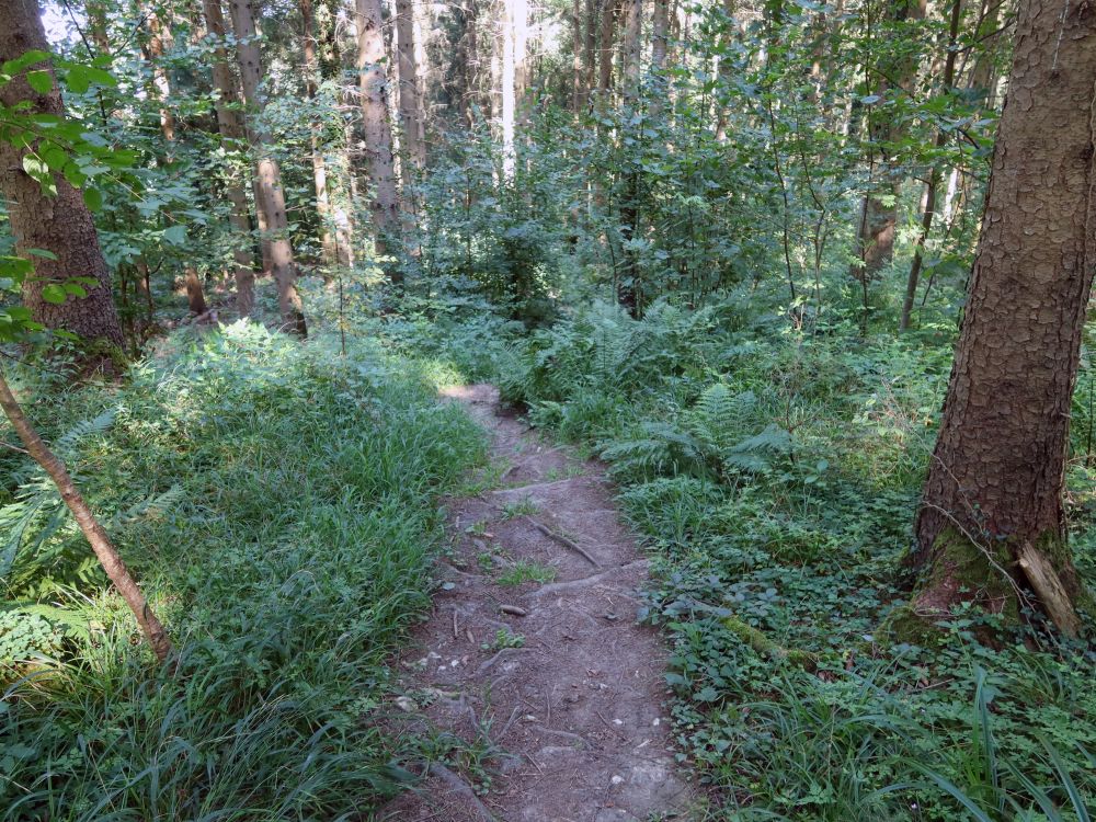 Waldpfad