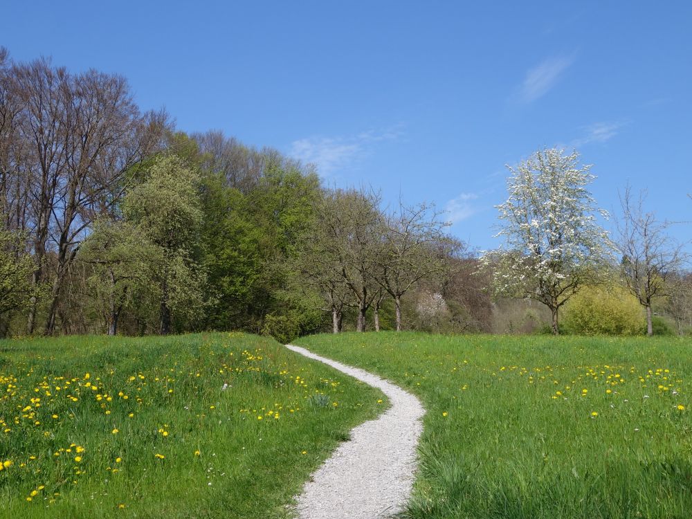 Wanderweg oberhalb Struusbergbach