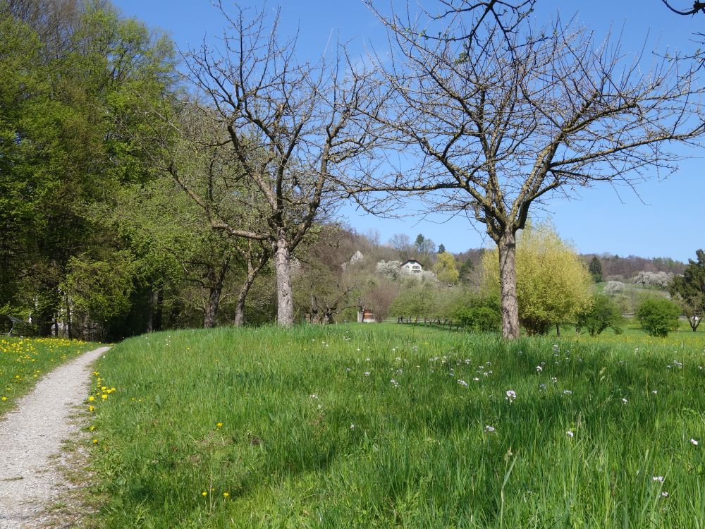 Wanderweg oberhalb Struusbergbach