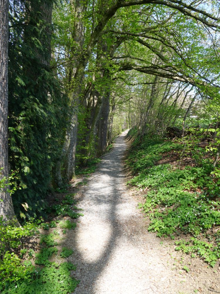 Wanderweg oberhalb Struusbergbach