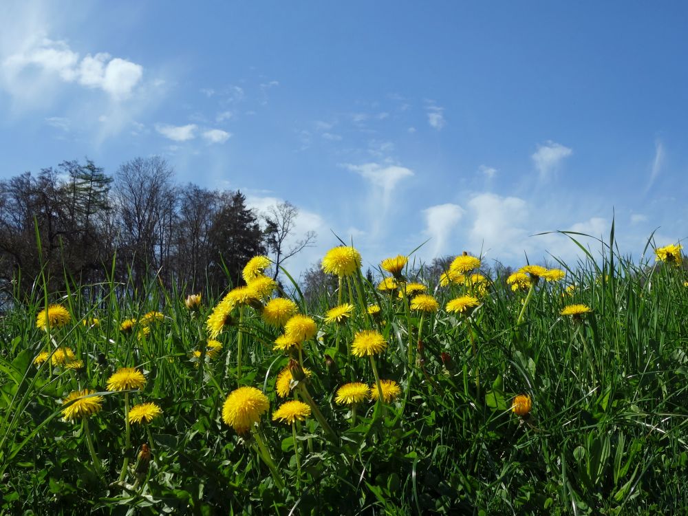 Löwenzahn und Wolken