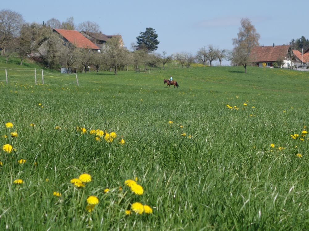 Reiter am Ottebärg