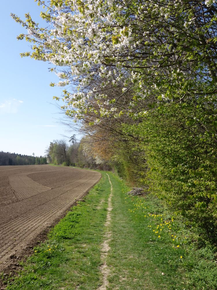 Wanderweg auf dem Ottebärg