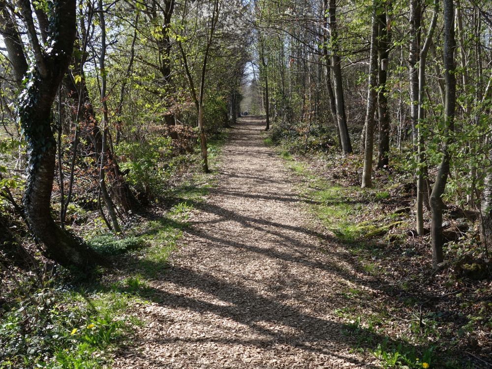 Wanderweg auf dem Ottebrg