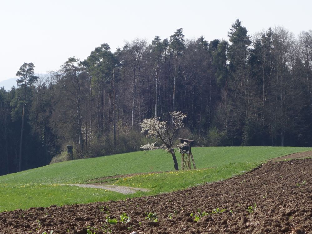 Jägerstand und blühender Baum