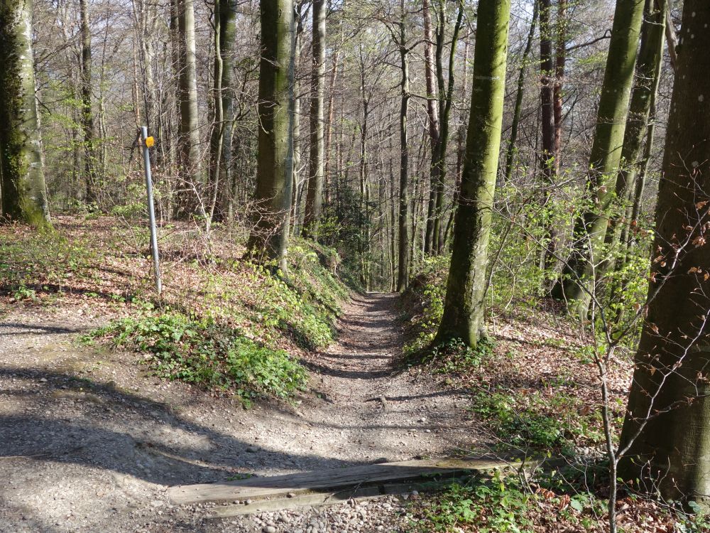 Waldweg