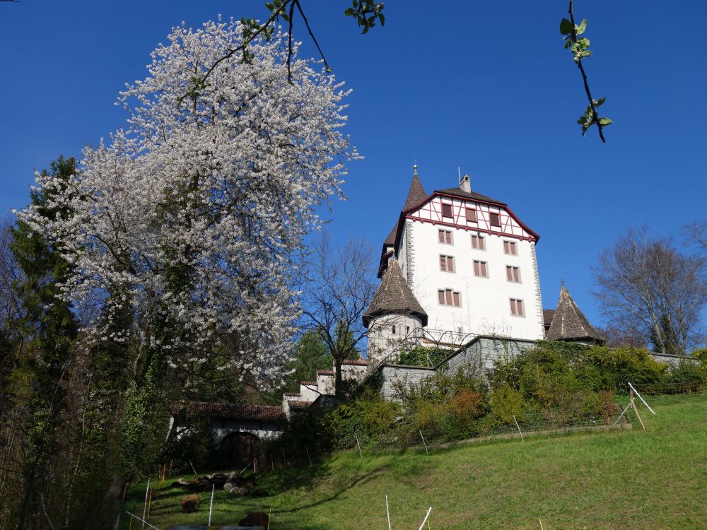 Schloss Weinfelden