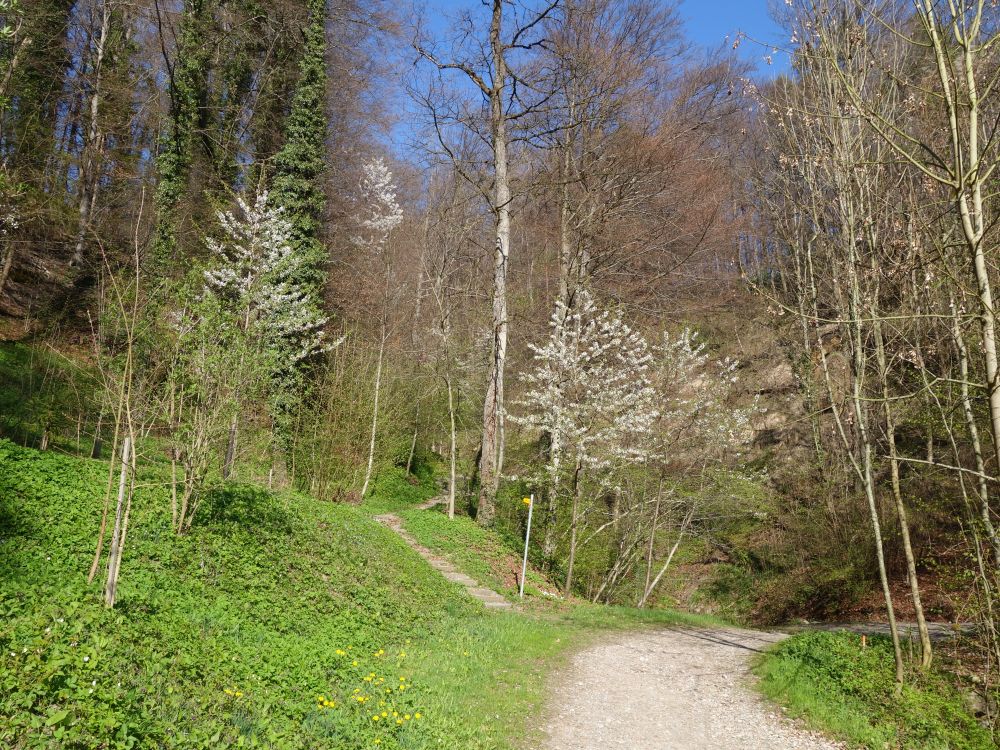Wanderweg unterhalb Schloss Weinfelden