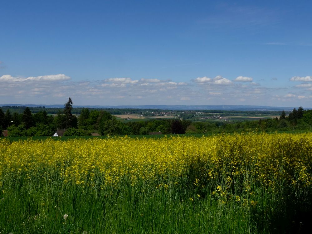 Rapsfeld und Blick Richtung Norden