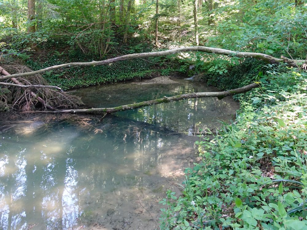 Teich im Wald