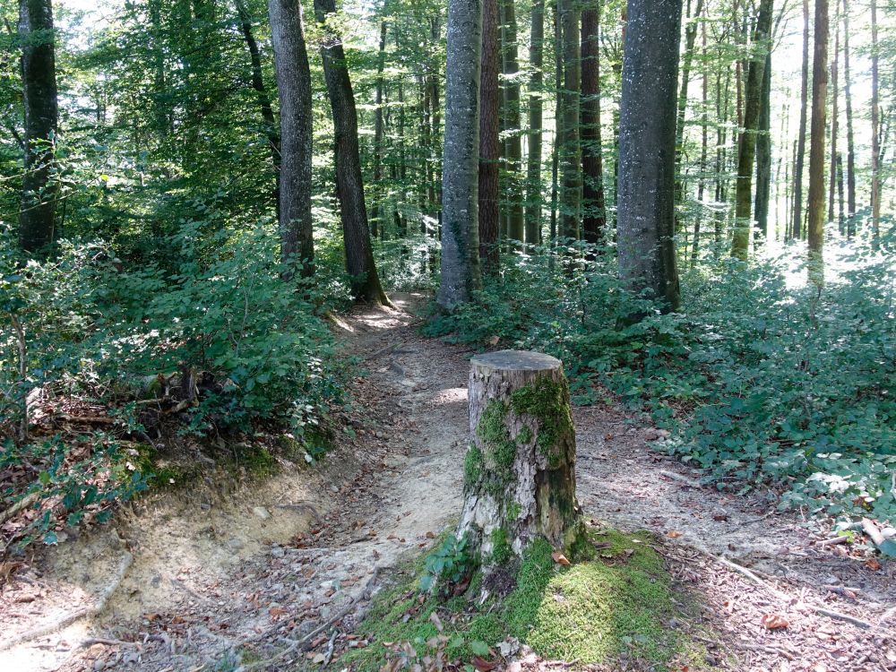 Waldweg am Chalchertobel