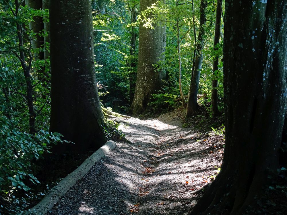 Waldpfad am Löölitobel